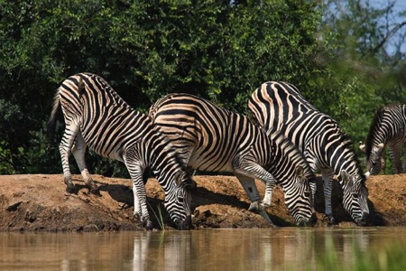 Zebra Threesome Drinking